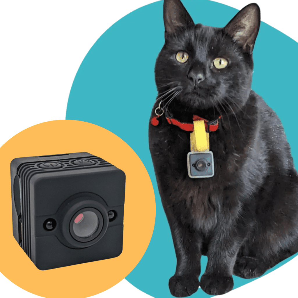 CollarCam Camera for Cat Collars